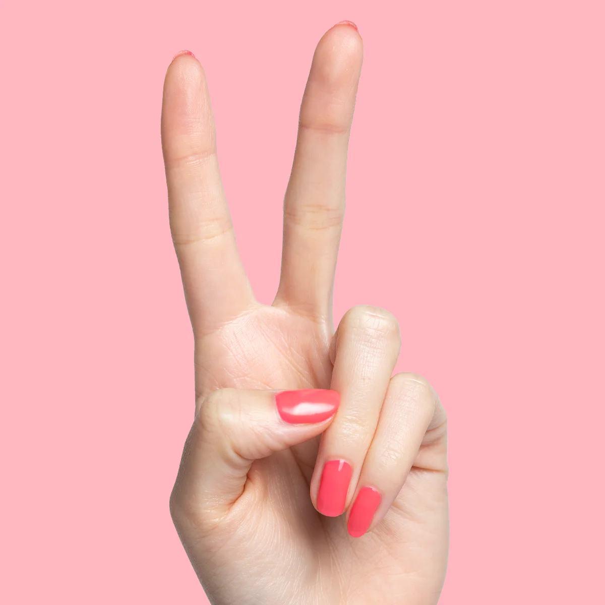 Flamingo - Image 4